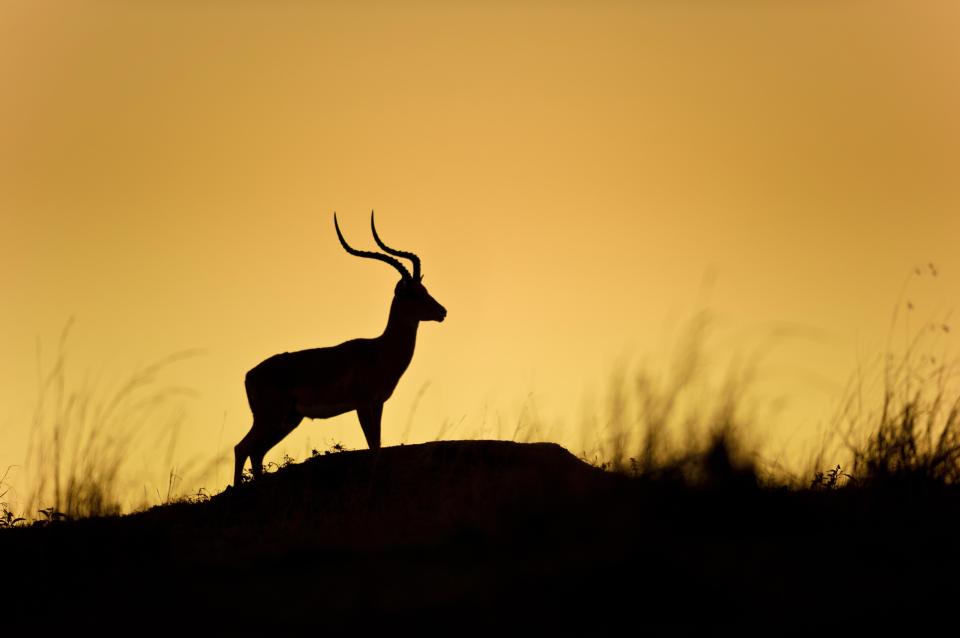  Marc says that the hardest part about his photography project was finding the perfect timing, especially as wildlife is constantly on the move