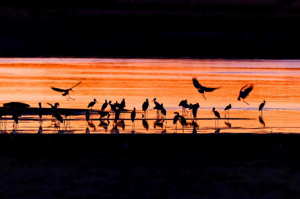  Talented Marc managed to capture the full spectrum of animals that the African game reserves have to offer