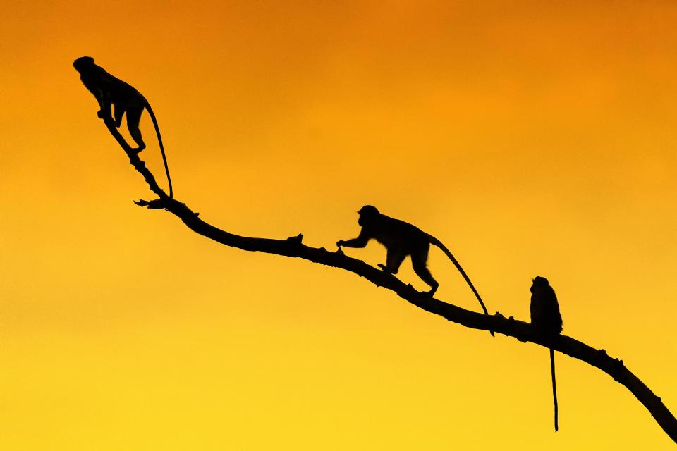  Monkeys are caught leaping from tree to tree whilst other images show giraffes and a pride of lions ambling through the savannah’s grass