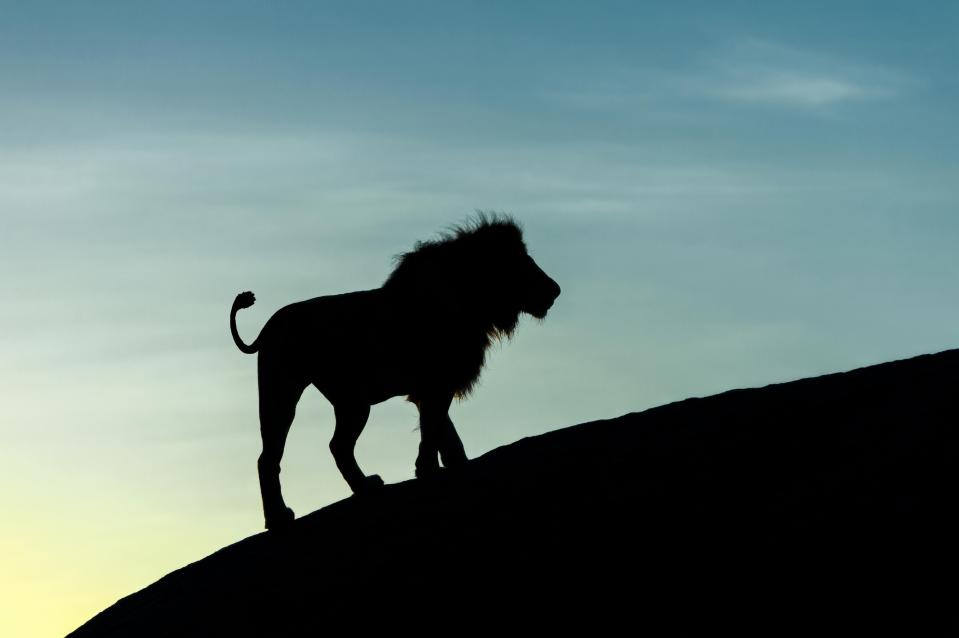  Some of Africa’s most best-known animals can be seen grazing in a savannah completely unaware that Marc was taking their photograph