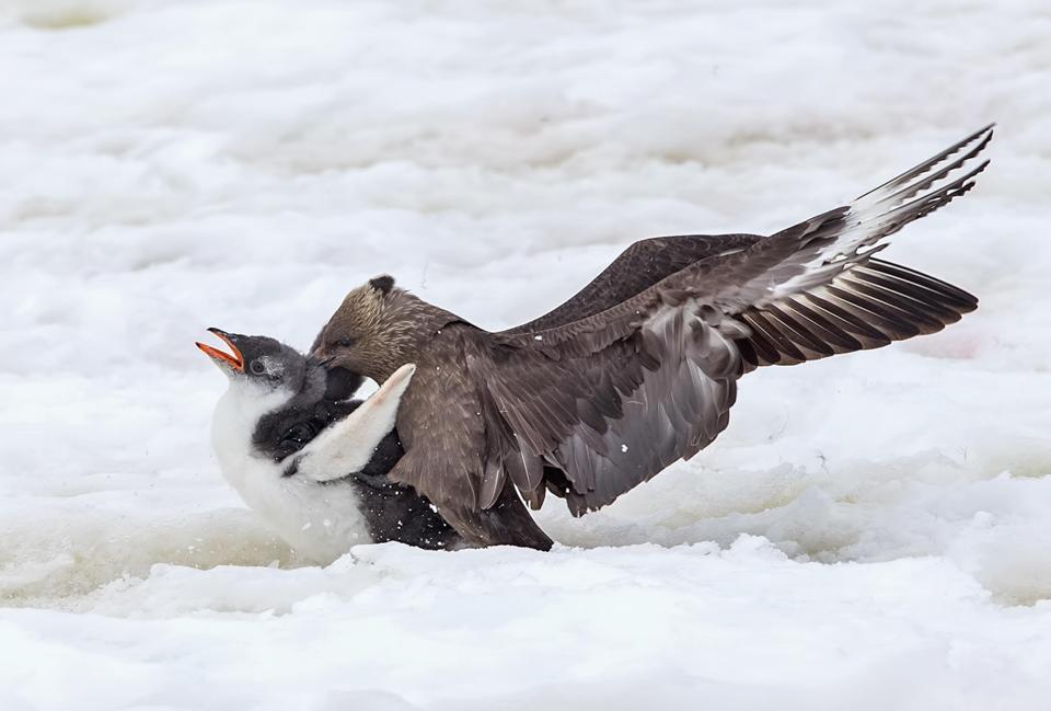  It looked at one point as though the penguin would meet a nasty end, but it fought back