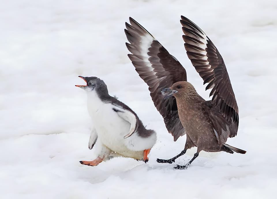  The baby penguin was being chased by a pack of Skuas