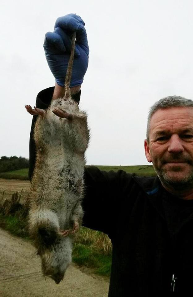 Terry Walker caught this 19-inch minster rat in Poole, Dorset 