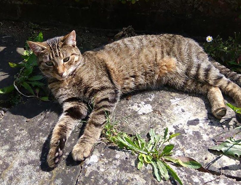  Mimi, pictured, was found decapitated in Surrey. She was one of hundreds of alleged victims of the so-called Croydon Cat Killer