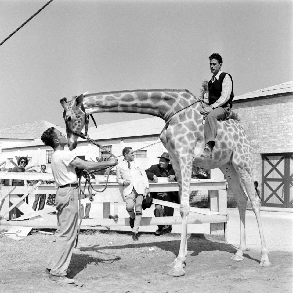  This stunning shot depicts a rider perched atop a tamed giraffe