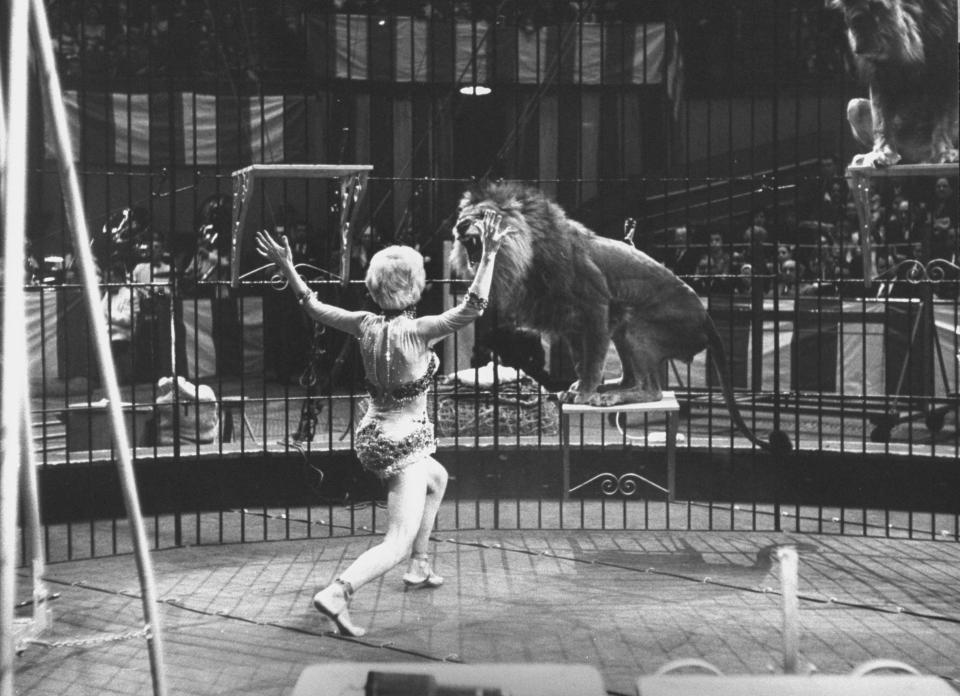  Iconic images of lion tamers have come to represent the cruelty of animal circuses