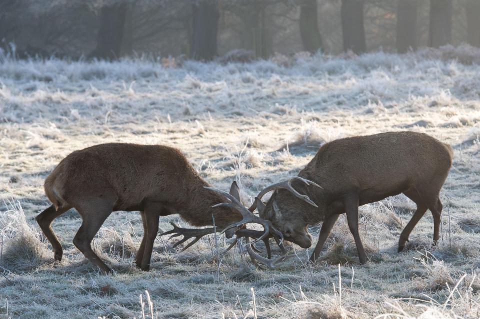 Deer lock antlers in the below freezing temperatures