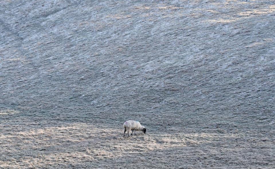 Frost glazes itself over a field in Kent 