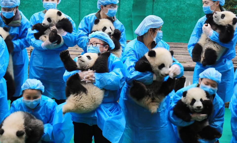  This year marks the 30th anniversary of the base which has bred 176 pandas