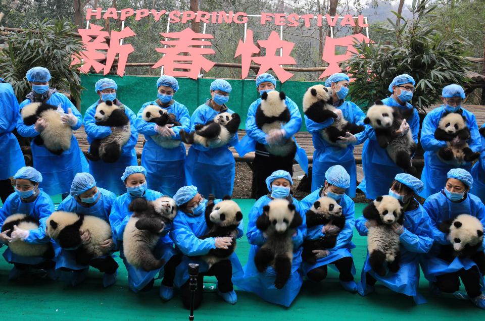  Adorable giant panda cubs soaked up the limelight as they posed with their keepers