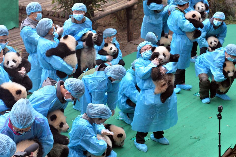  The twenty three cubs were all born in Chengdu city in Sichuan, south west China