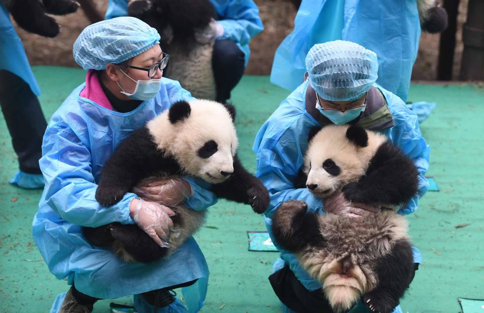  The playful pandas posed with their devoted keepers to celebrate the lunar Chinese New Year