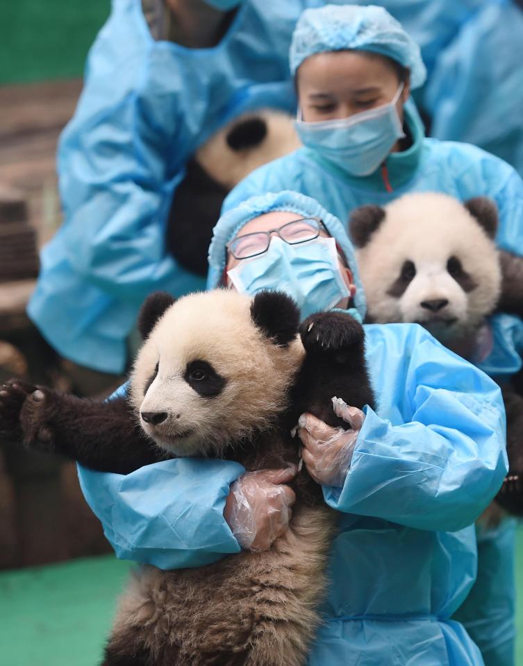  Wu Kongju, head of Chengdu Research Base, said: “They are all in very good health condition.”