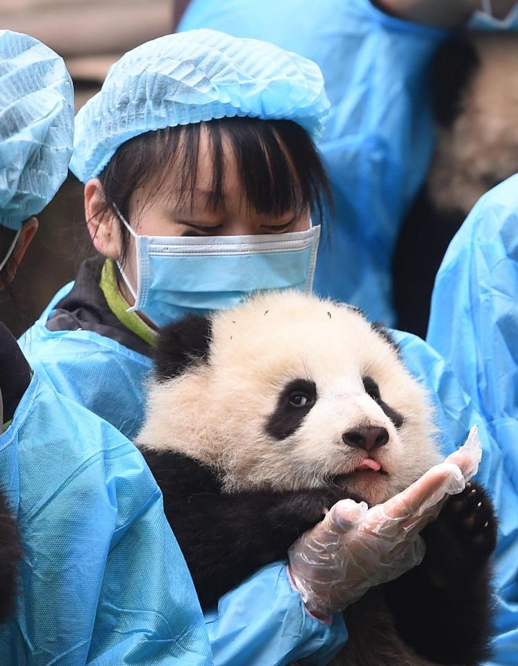  The panda cubs were born between May and August last year