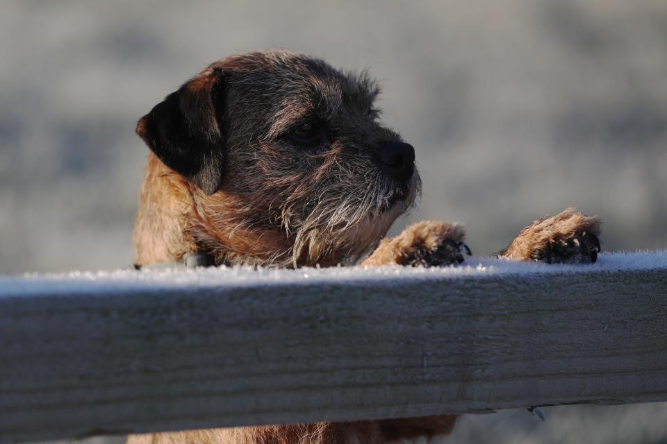  Chilly walkies... one pup rests his paws against a frosty fence at Mount Skippets Farm, Berkshire