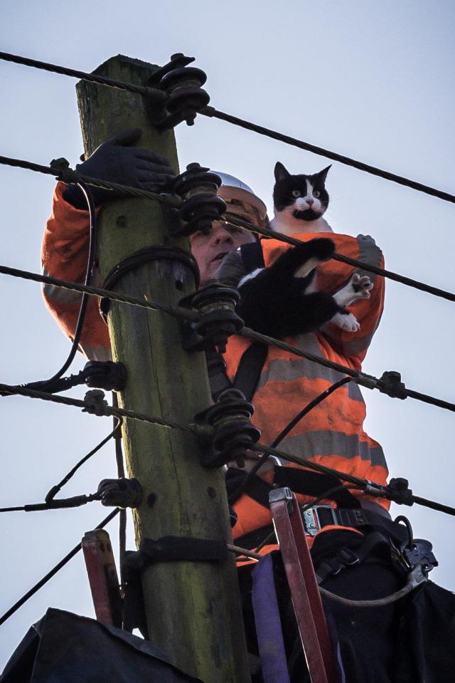  This adorable moggy was rescued by firefighters after getting stuck up a pole