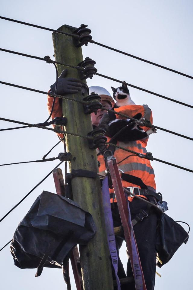  Poor Betty had been stuck up on top of the pole for nearly a whole day before neighbours heard her cries