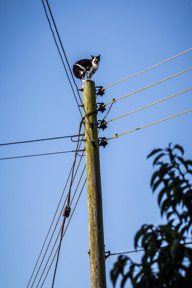  The power company turned off the whole street's electricity supply to rescue the terrified cat