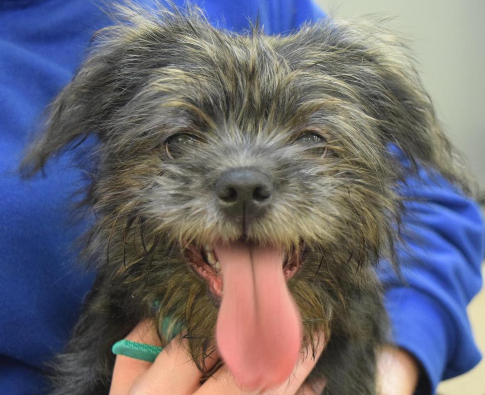  Romeo the Shih Tzu was given to the London charity after his owner fell pregnant