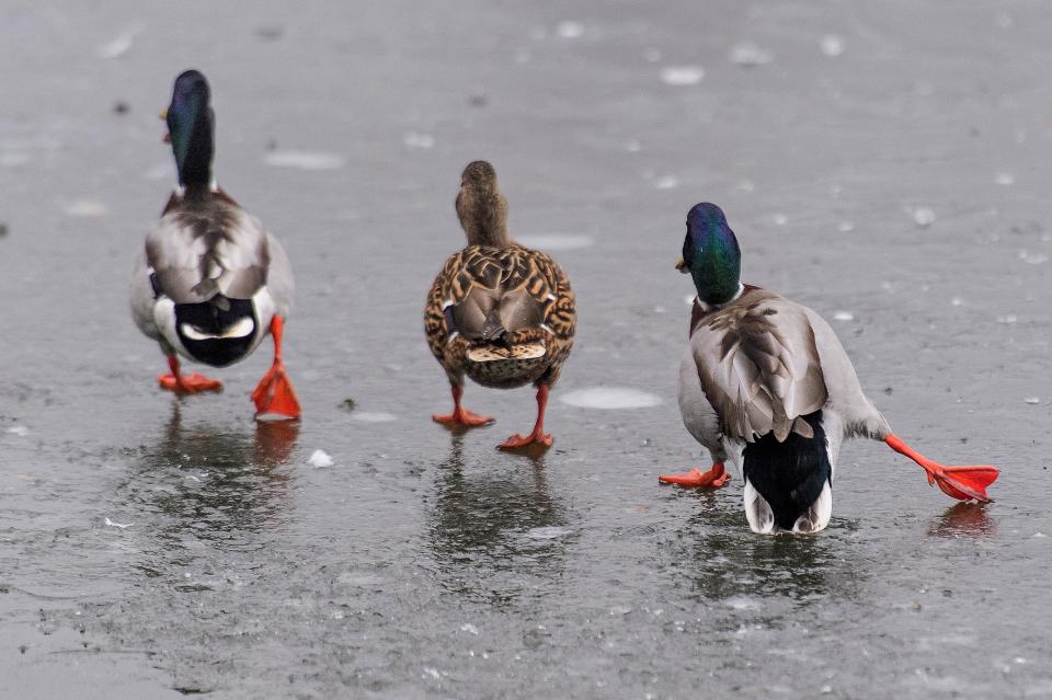  Three ducks struggle to stand up on a frozen pond in freezing fog on Hampstead Heath in London