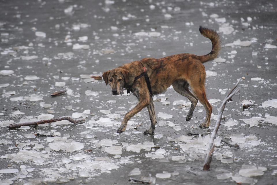  One brave dog walks tries his luck walking across the frozen pond on Hampstead Heath in London