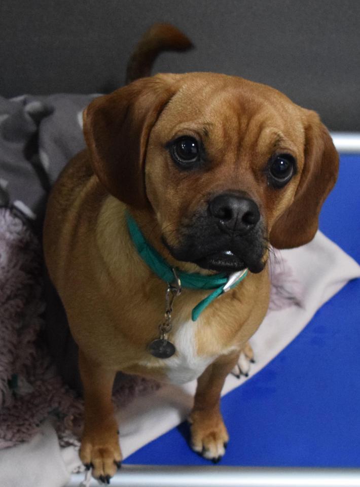  Little Maddy, a nine-month-old Pug cross, was among 28 pups taken in by Battersea in the past two weeks alone