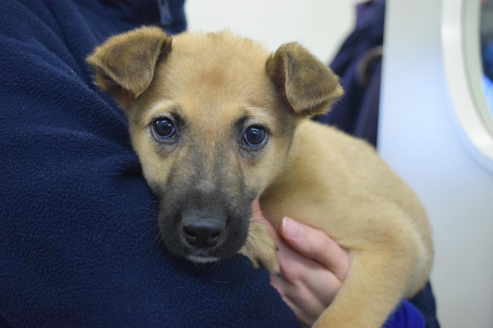  Liam, a three-month-old Mongrel puppy, was bought off Facebook