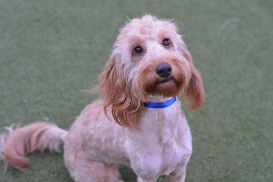  Bella, a ten-month-old Cocker Spaniel., was dropped off at Battersea after her owners could no longer look after her