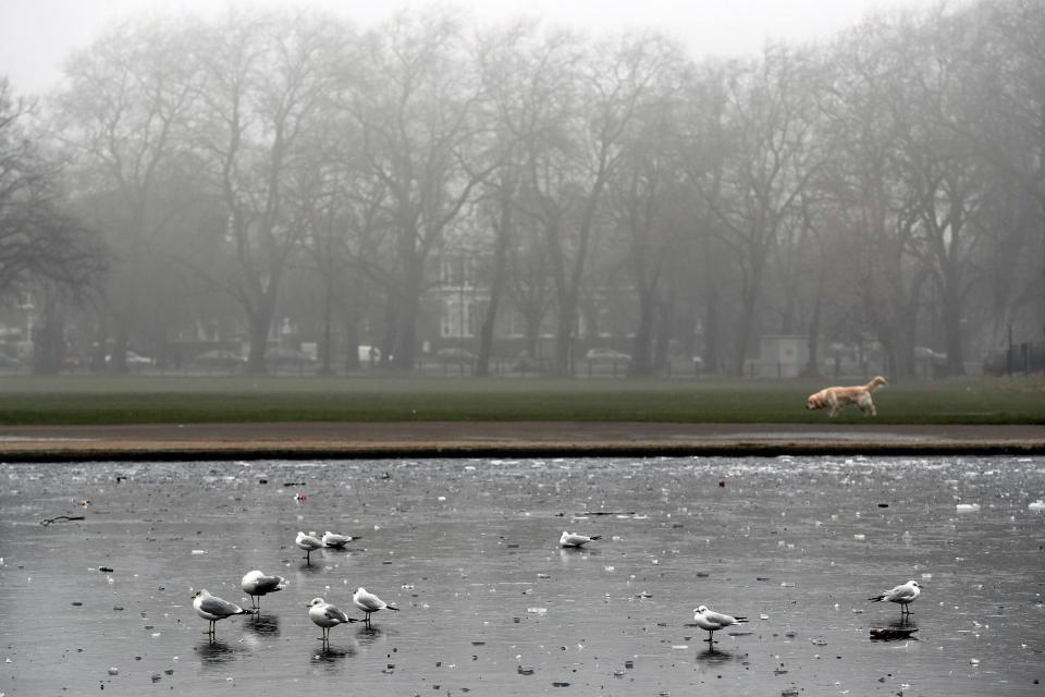  Seagulls were able to stand on the frozen pond on Clapham Common this morning