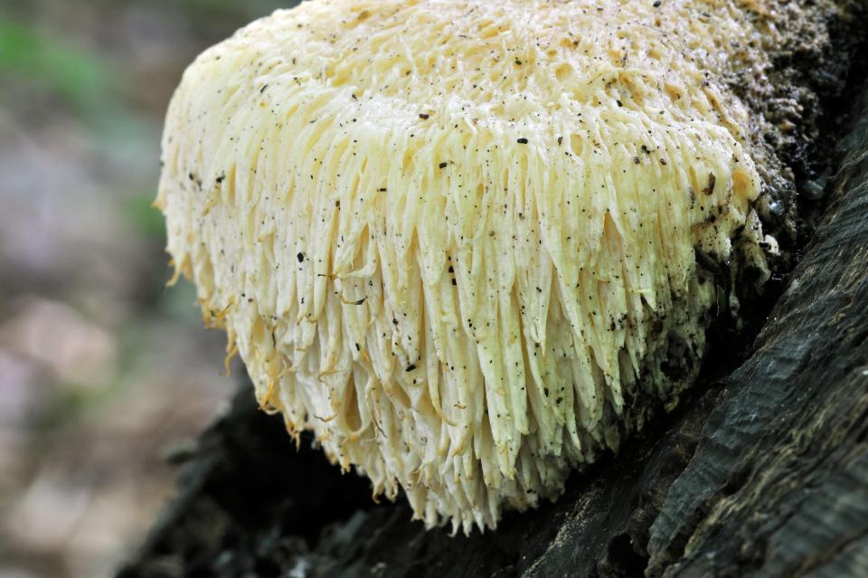 The lion's mane mushroom was found to improve memory loss that can lead to Alzheimer's