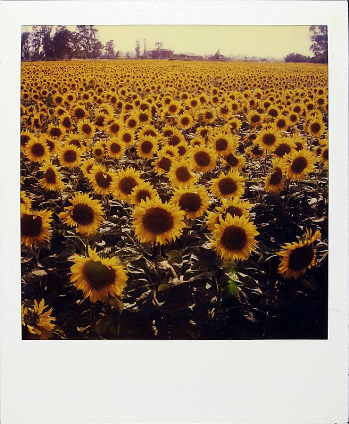  This beautiful sunflower shot was taken on June 27, 1985