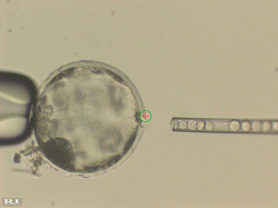 Pig embryo