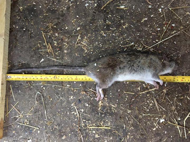  The biggest rat Steve has caught was 21 inches but his hawk caught one just over 19 inches last week fairly close to a housing estate