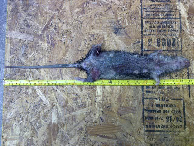  This giant rat caught by Steve Bell measured a whopping 21 inches in length