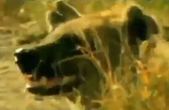  The video showed clips of animals such as hyenas from National Geographic