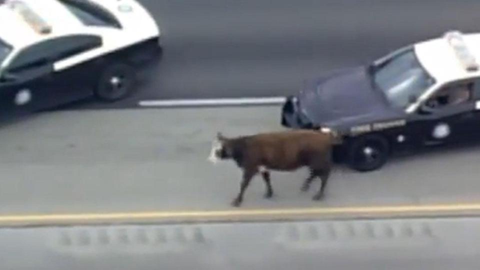  A cow caused commuter chaos when it escaped in Florida