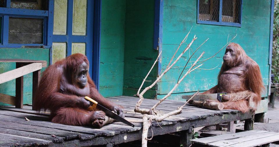 Spy in Wild: A spy orangutan sees his pals saw wood, while an undercover squirrel discovers how to cleverly outwit nut thieves