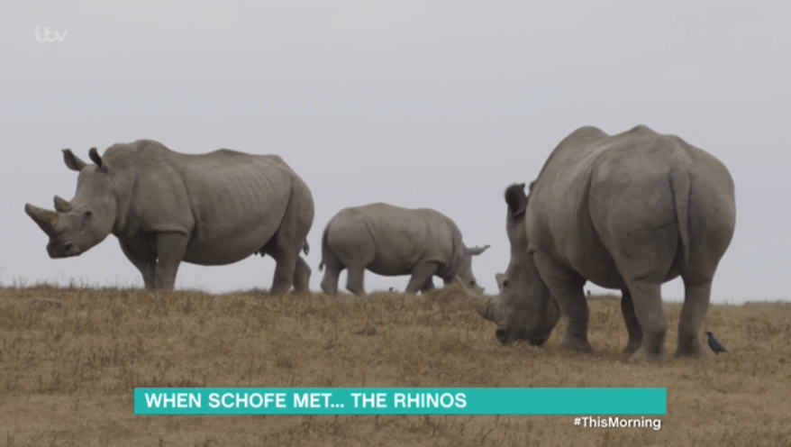  In one of the episodes they learn about endangered rhinos