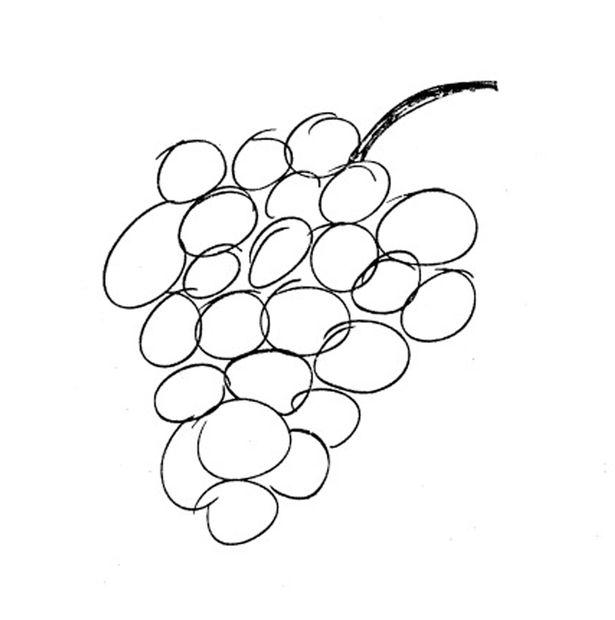  The expert's drawing of a bunch of grapes