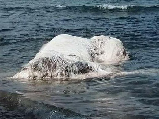  The weird mass was found in Cagdianao, Dinagat Islands