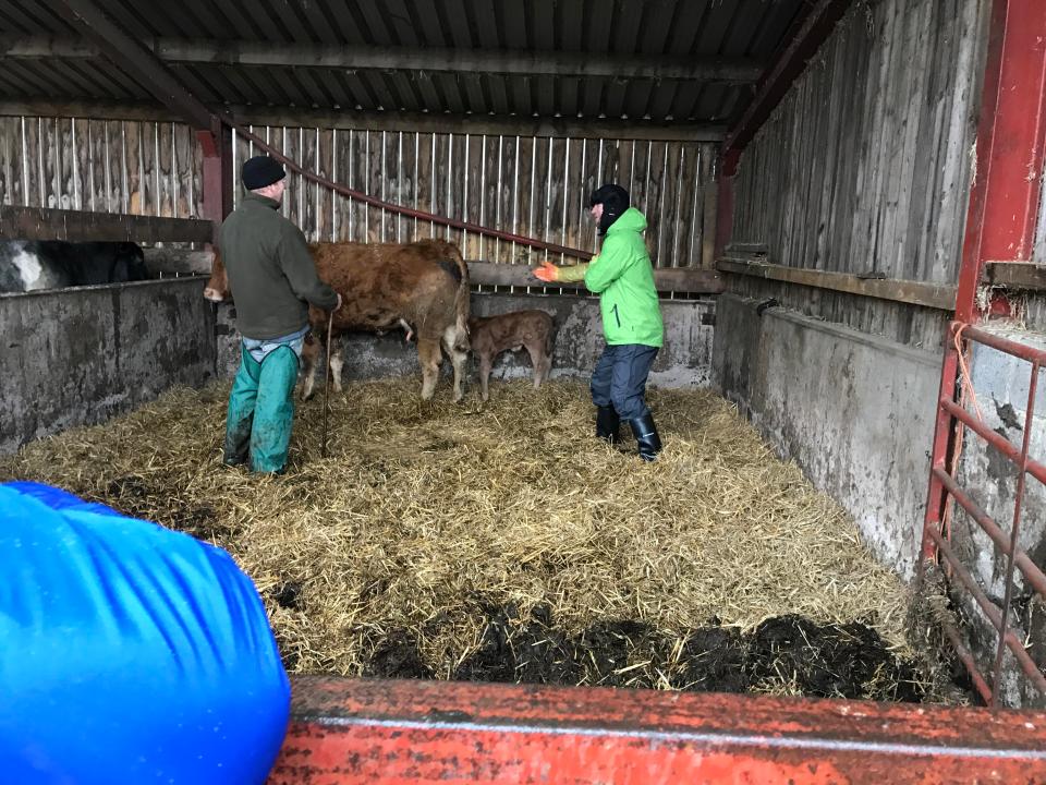  Delaney's watching Leeds team-mates howled with laughter as he tried to internally examine a cow