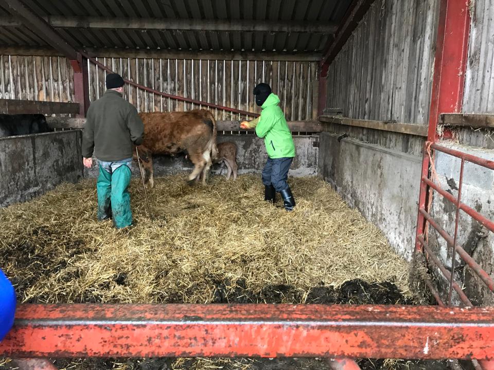  Leeds ace Brett Delaney makes his move - but the cow is having none of it