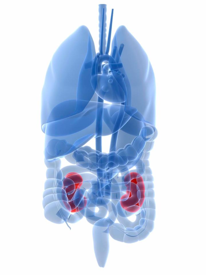  ANCA vasculitis can attack different parts of their body, including the kidneys (illustrated), skin nerves and lungs, the nose, eyes and ears