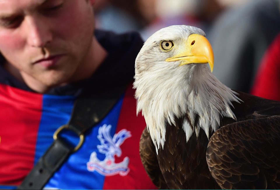  It is hoped Kayla the eagle will return for the Middlesbrough game this month