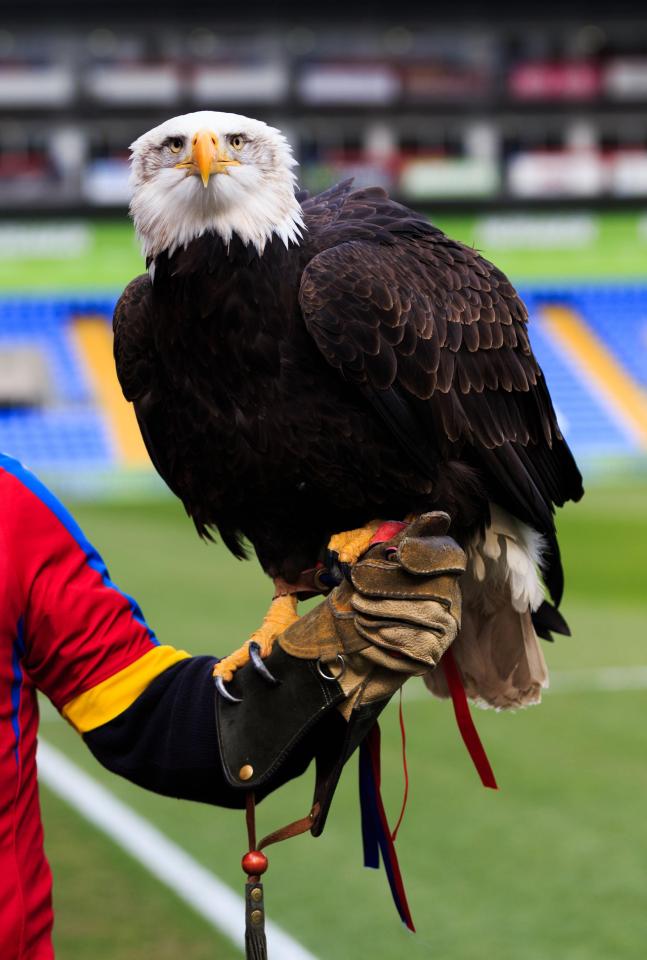  There are fears Kayla could be exposed to bird flu if she attends Selhurst Park games