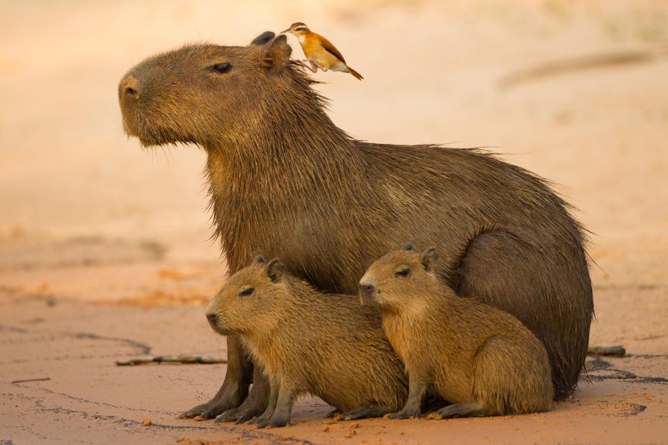  Two young capybaras sit by their mother on the banks of a river near Pantanal, Brazil