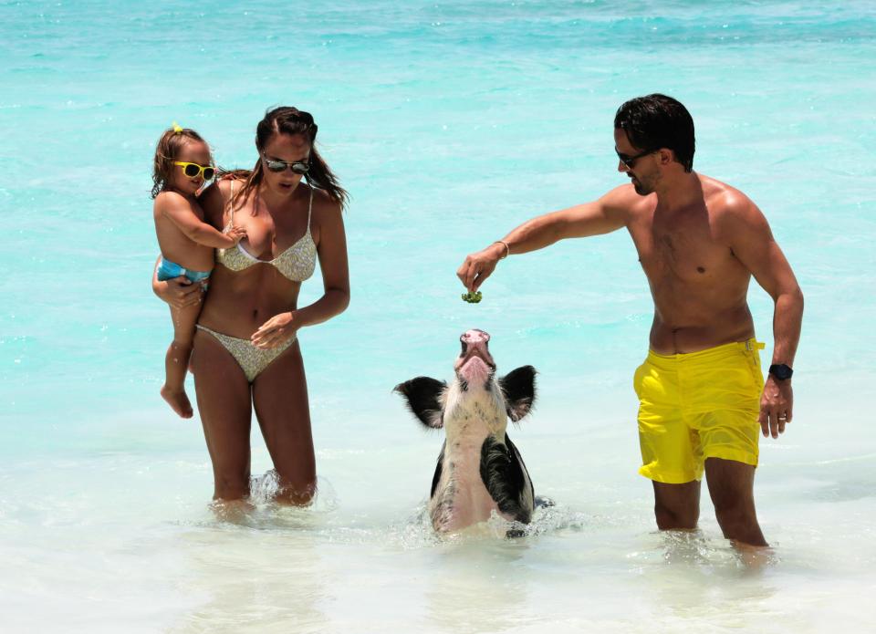 Celebrities like Tamara Ecclestone have been to Big Major Cay to meet the friendly animals 