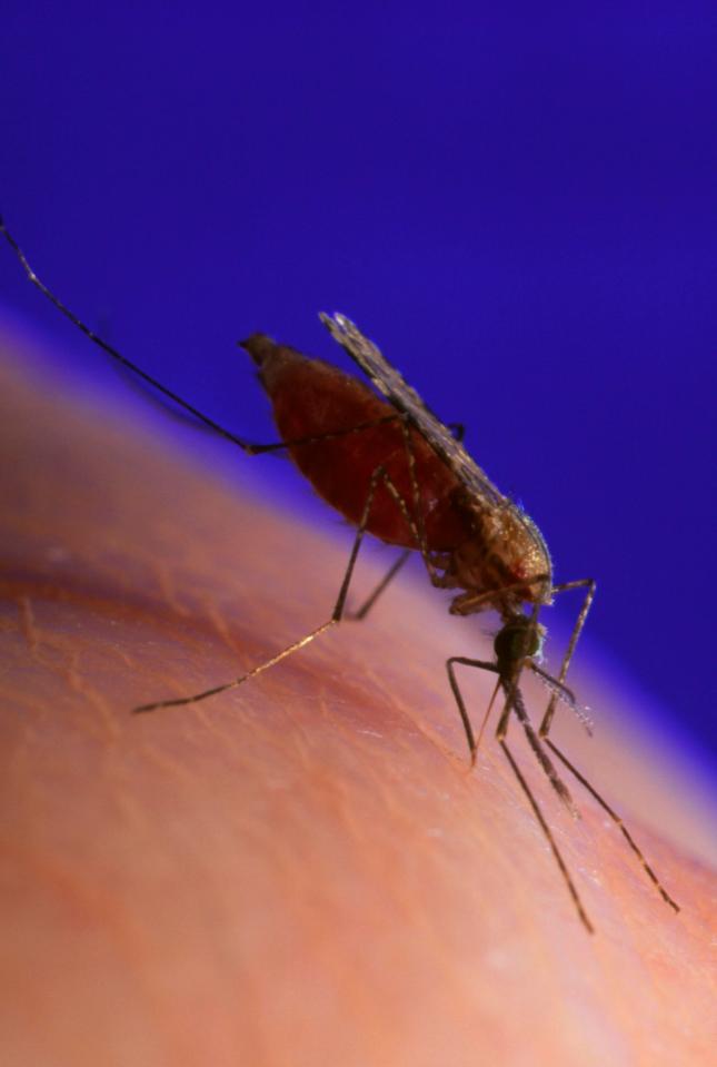  Malaria is spread through mosquito bites