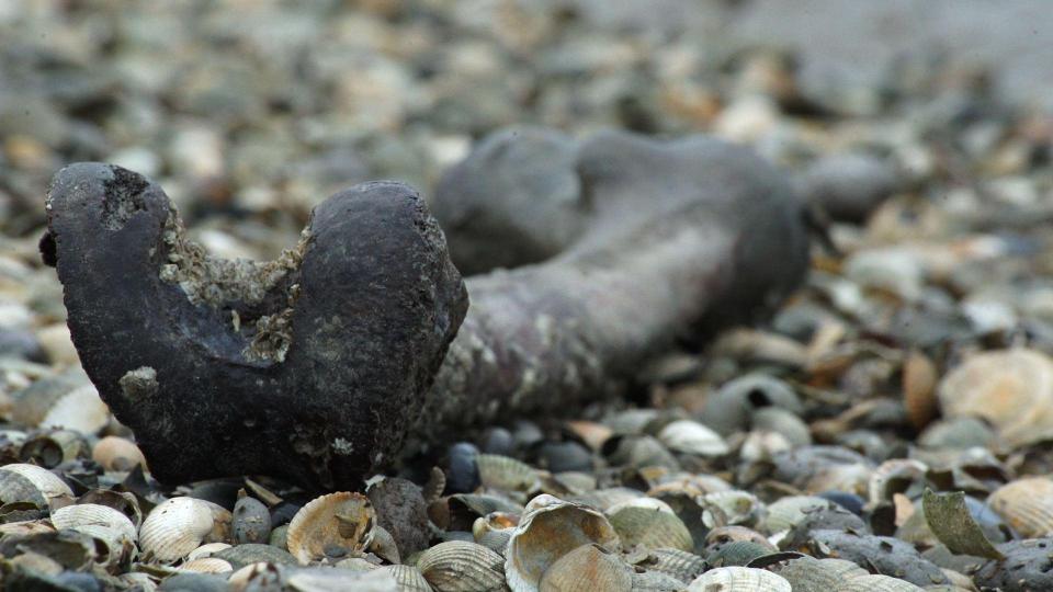 Errie . . . bone along the beach