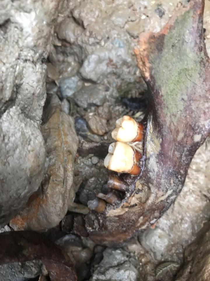 Skull in Deadman's Island 